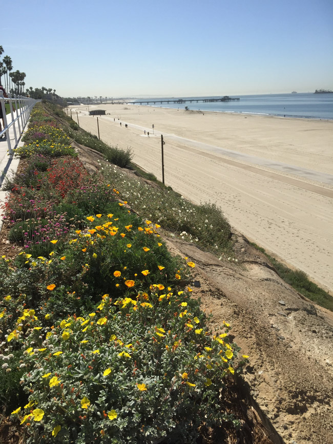 Bluff Flowers